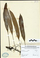 藏品(石葦)的圖片